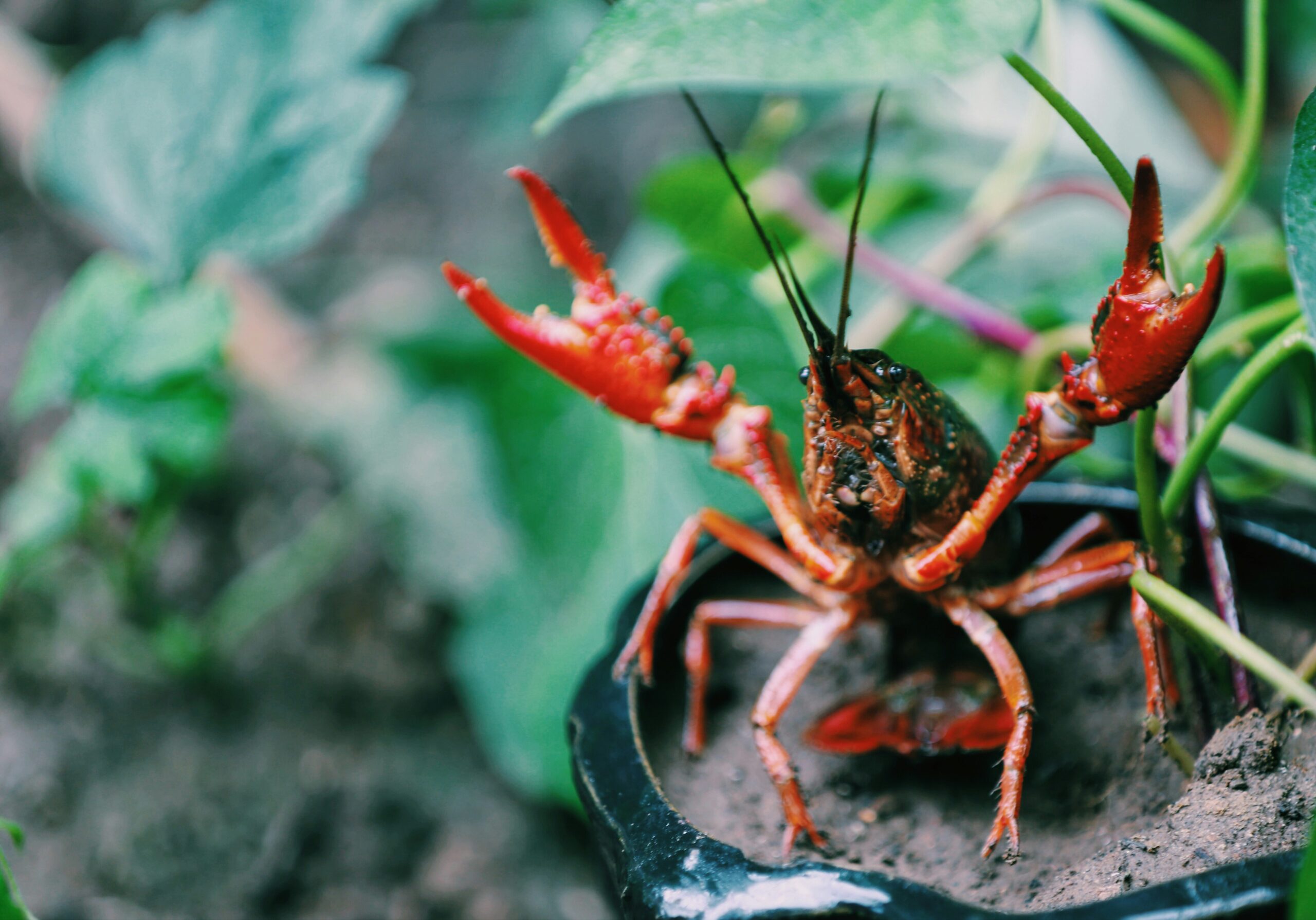 Are Crayfish A Popular Ingredient In Southern Dishes?