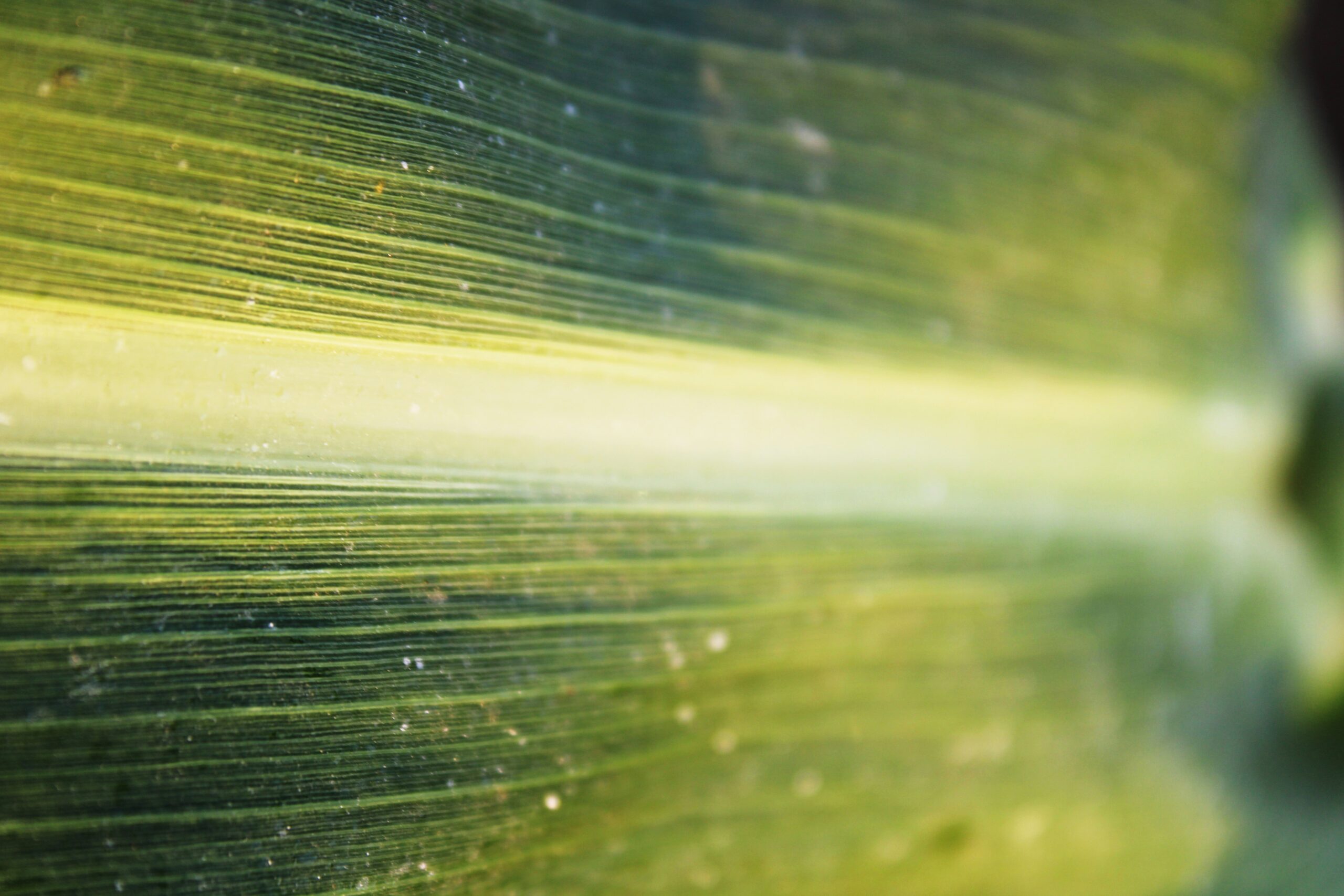 What Is The Significance Of Sorghum In Southern Food?