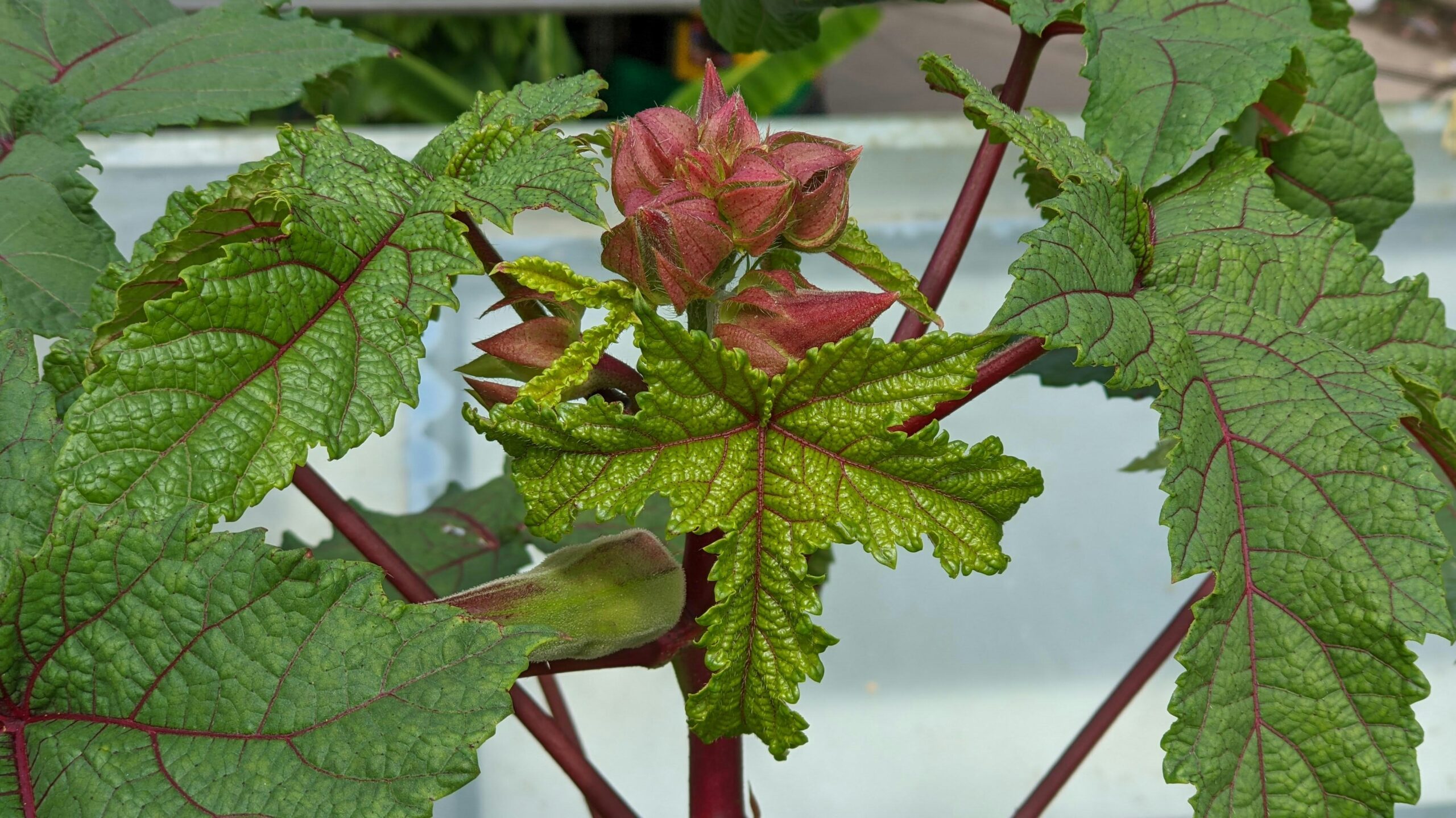 How Is Okra Commonly Used In Southern Cooking?